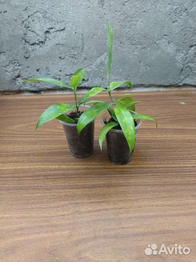 Драцена Суркулоза