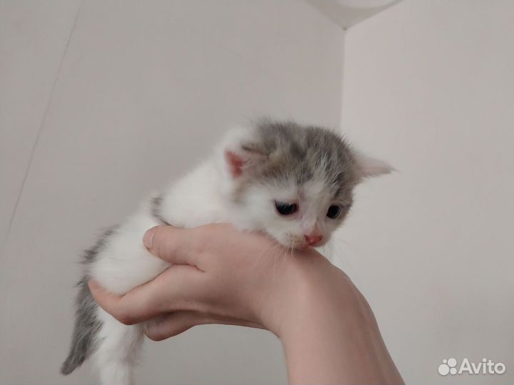 Котята