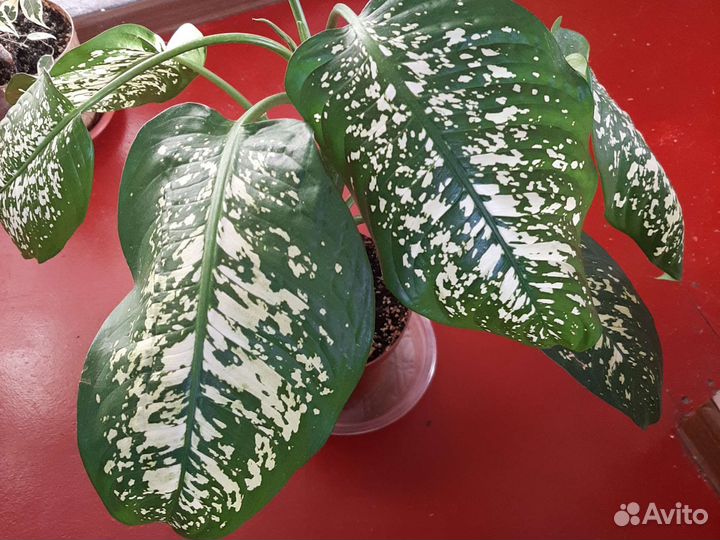 Дифинбахия