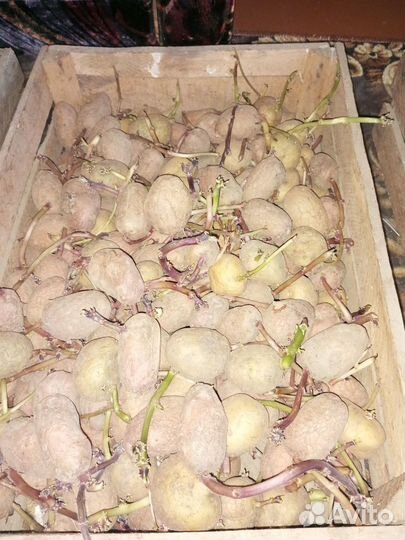 Семенной картофель