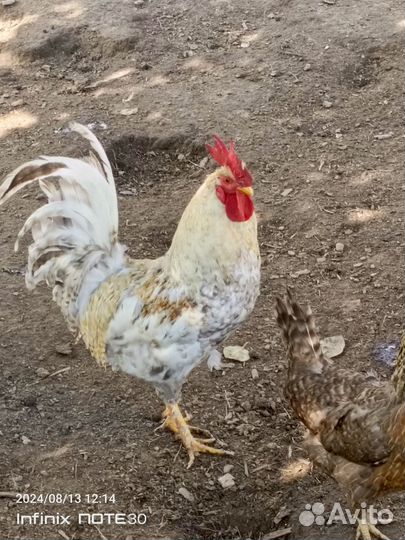 Молодые петухи