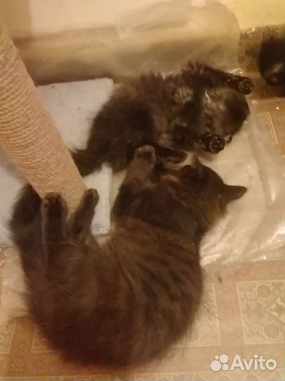 Котята шоколадный дым