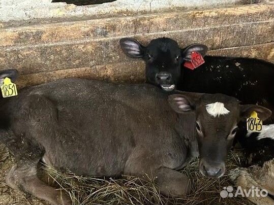 Отпоенные телята
