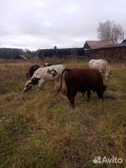 Быки на мясо