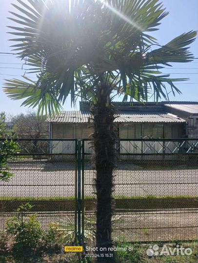 Пальма трахикарпус веерная