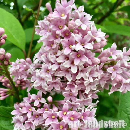 Саженцы сирени Венгерской