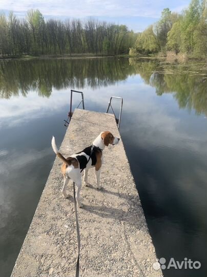 Зооняня (передержка домашних любимцев)