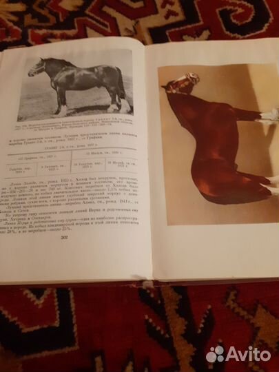 Книга о лошади