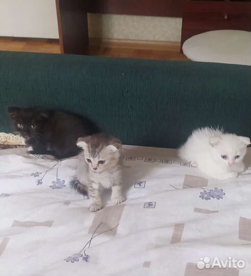 Вислоухие котята