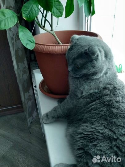 Отдам кота в добрые руки