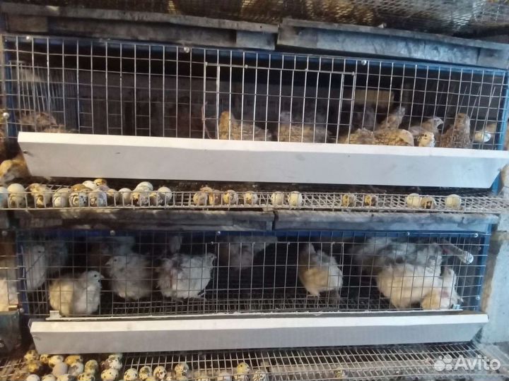 Перепелята