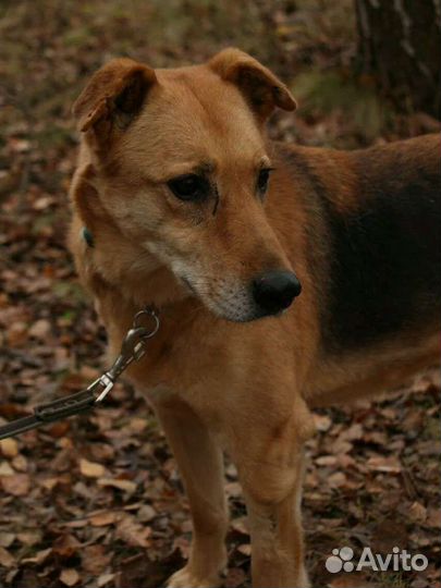 Подарите старушке дом