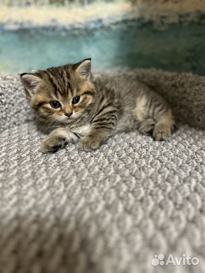 Котёнок породистый