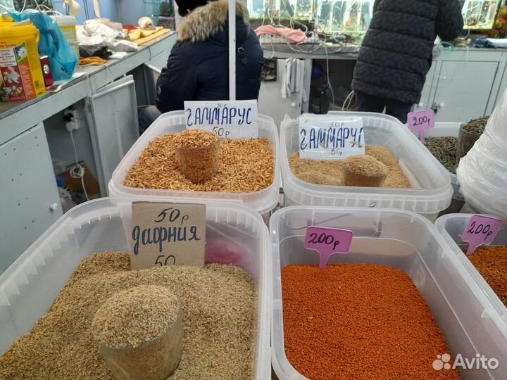 Корма для рыбок, ежей,рептилий и других