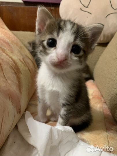 Котята