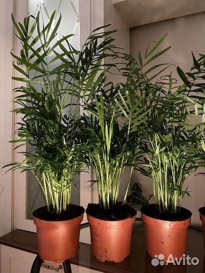 Пальма хамедорея