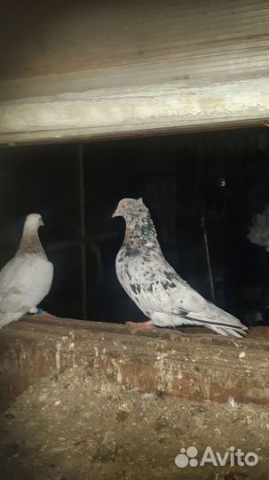 Голуби