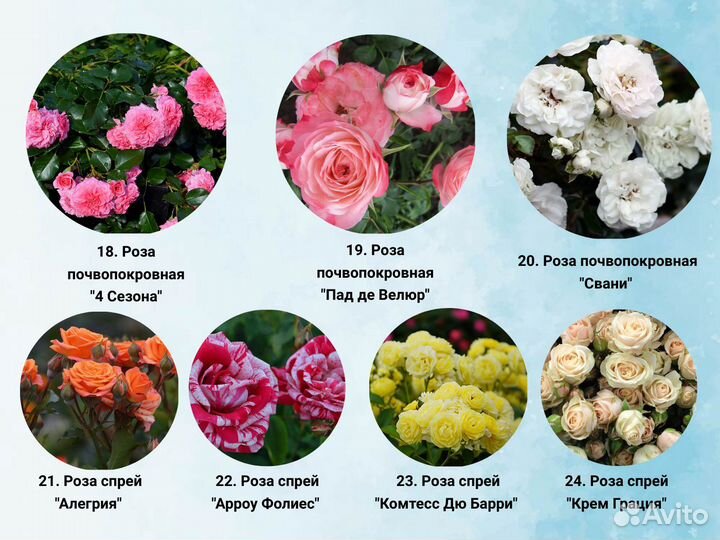 Зимостойкие саженцы роз