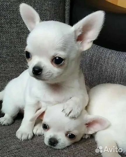 Девочка чихуахуа