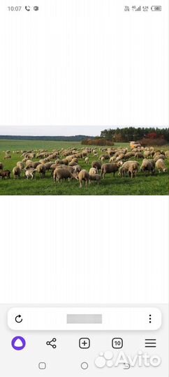 Овечки, ягнята