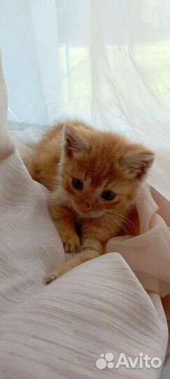 Котенок в добрые руки