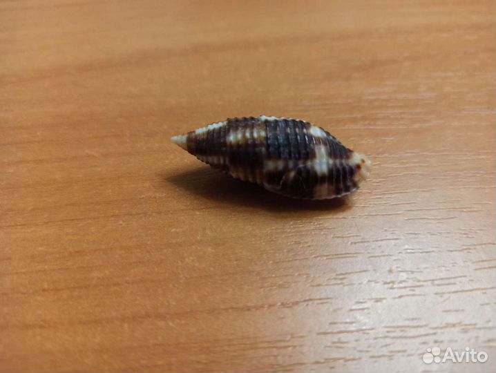 Морская раковина