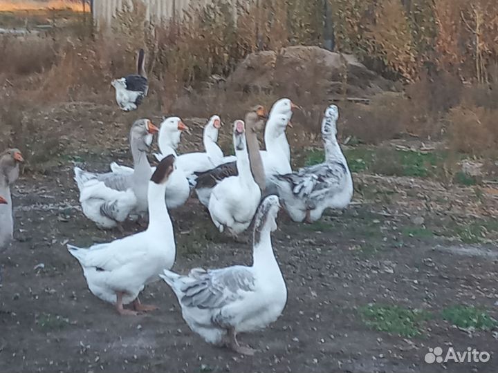 Холмогорские гуси