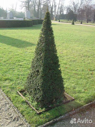 Ель и Кизильник для изгороди 0.5-1.5 метра