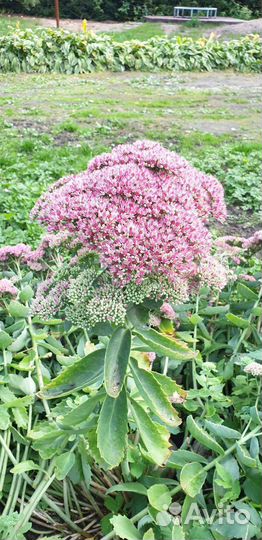 Очиток седум