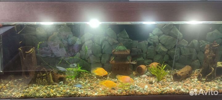 Аквариум с тумбой 600 литров
