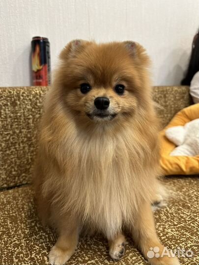 Немецкий шпиц вязка девочка