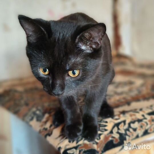 Черный принц, 4 мес