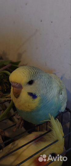 Попугаи получехи птенцы