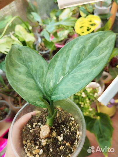 Аглаонема Lumina