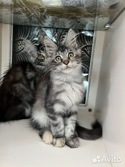 Котята мейн-кун девочка