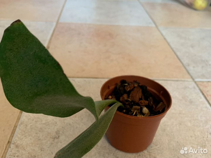 Папоротники платицериум, птерис