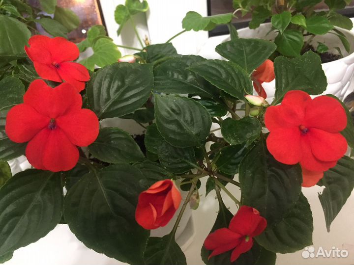 Комнатные цветы