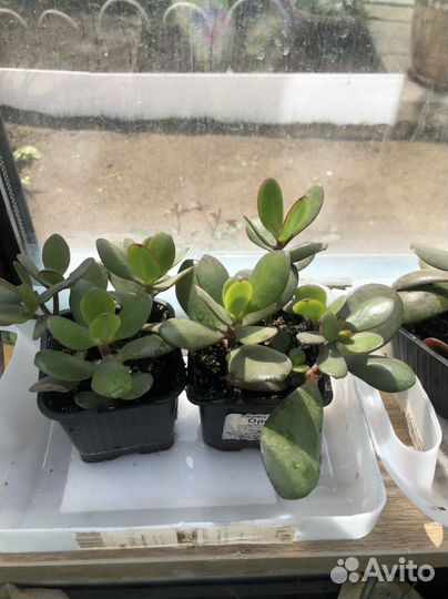 Толстянка денежное дерево