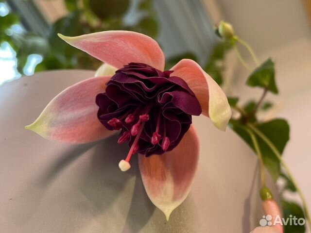 Фуксия Kasteel Van Love