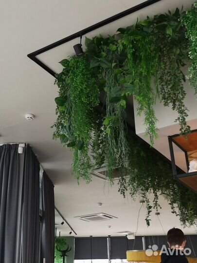 Ампельное озеленение декоративными растениями