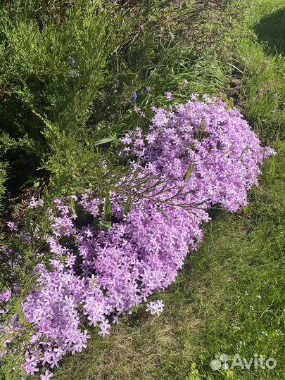 Флокс шиловидный