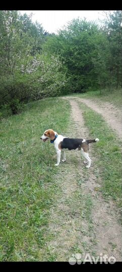 Эстонские гончие собаки