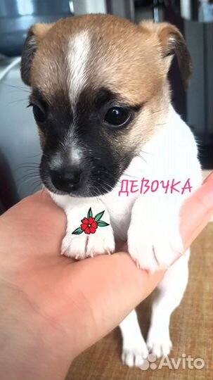 Щенки Джек- рассел терьер