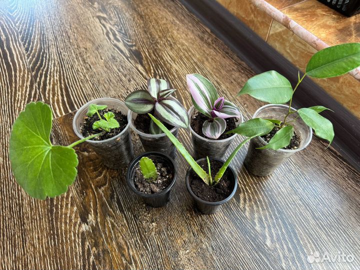 Комнатные растения домашние цветы