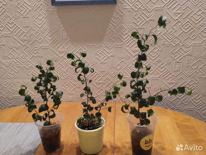 Фикусята Барок