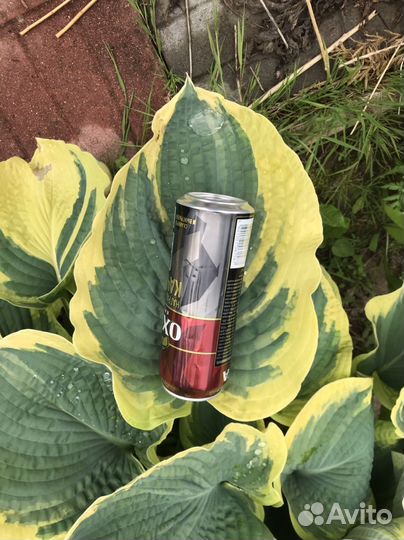 Хоста гигантская