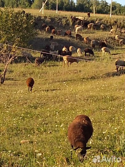 Бараны овцы полукурдючные и курдючныне на курбан