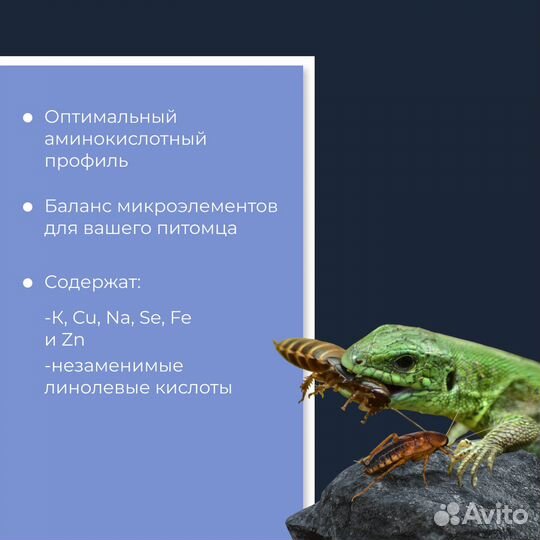 Таракан туркменский, сверчок, зофобас, мучной черв