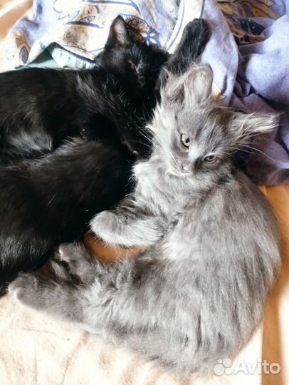 Красивые котята в добрые руки