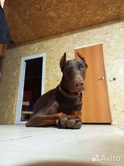 Кобель добермана вязка